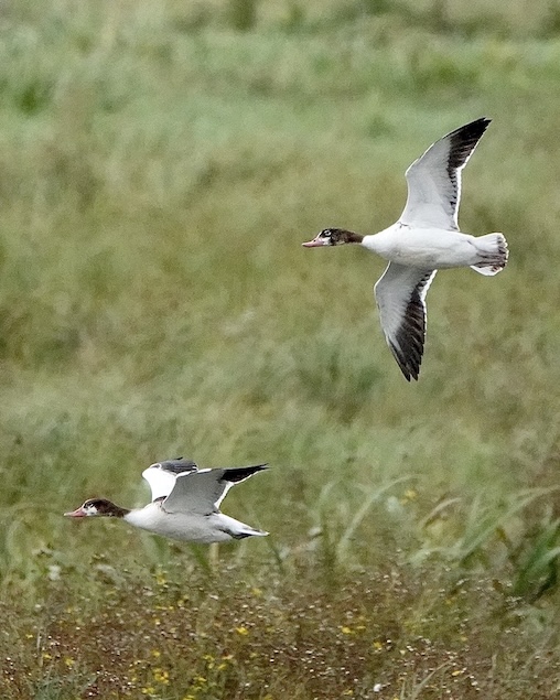 shelduck